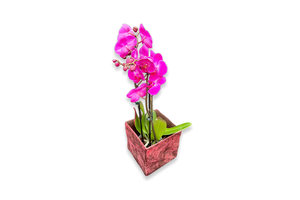 Schöne Orchidee als Geschenkidee zum Muttertag in einem eleganten Topf.